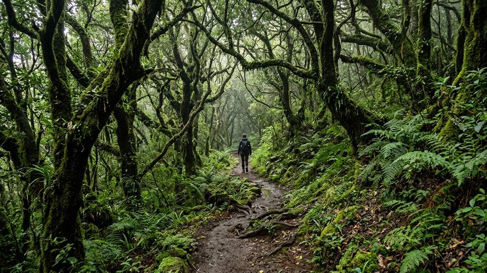 Dense laurel forest in Garajonay National Park with moss-covered trees